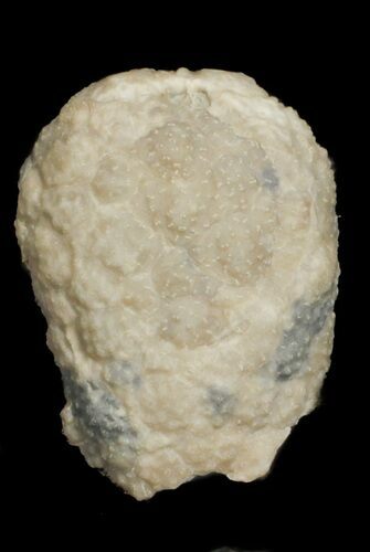 Cystoid (Holocystites) Fossil - Indiana #62029